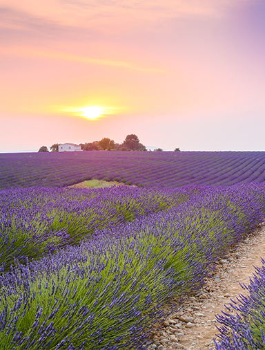 Lavender fields