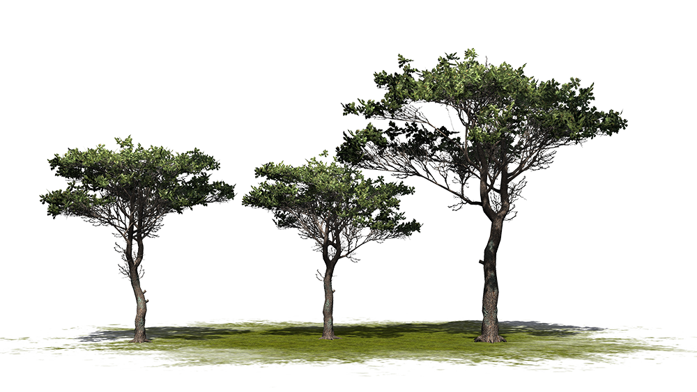 Stone pine trees